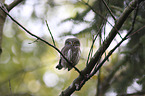 sitting Eurasian pygmy owl