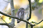 sitting Eurasian pygmy owl