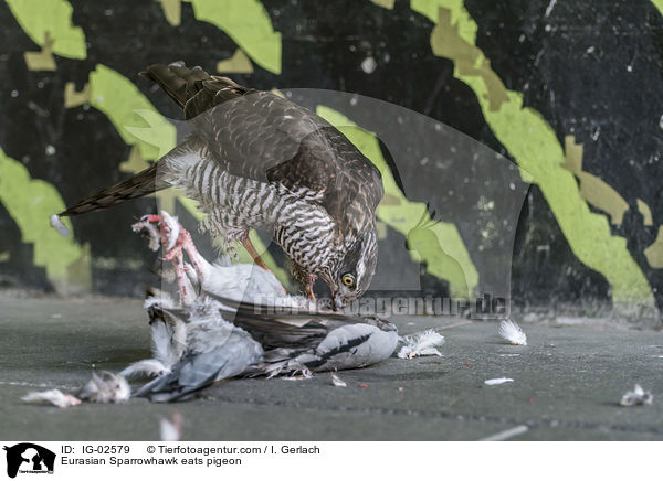Eurasian Sparrowhawk eats pigeon / IG-02579