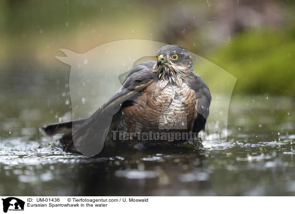 Eurasian Sparrowhawk in the water / UM-01436