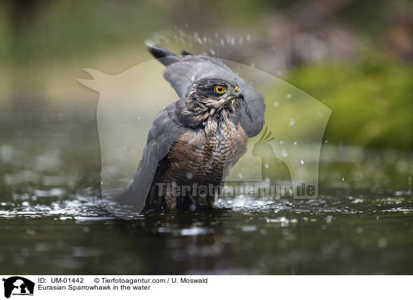 Eurasian Sparrowhawk in the water / UM-01442