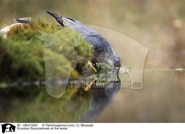 Eurasian Sparrowhawk at the water / UM-01684