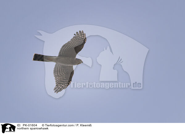 northern sparrowhawk / PK-01604
