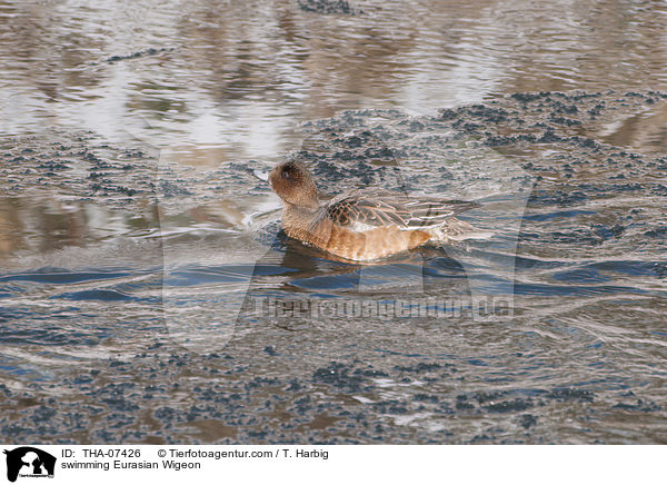 swimming Eurasian Wigeon / THA-07426