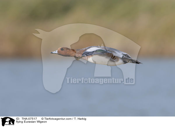 flying Eurasian Wigeon / THA-07517
