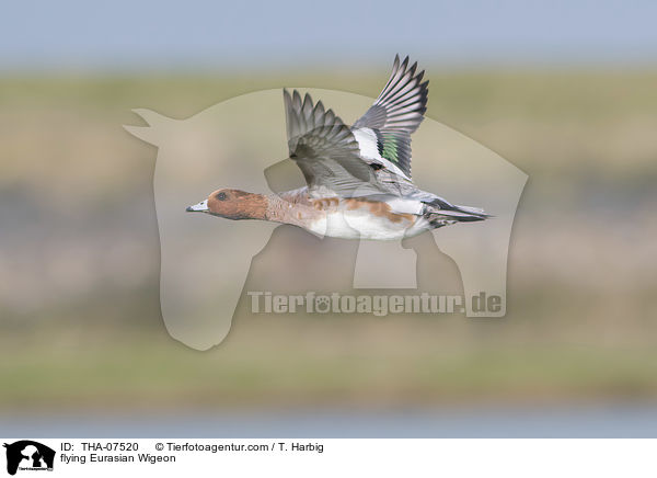 flying Eurasian Wigeon / THA-07520