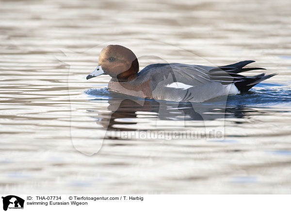 swimming Eurasian Wigeon / THA-07734