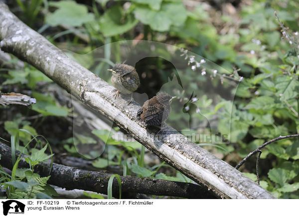 young Eurasian Wrens / FF-10219