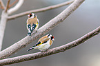 European goldfinches
