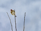 European, goldfinch