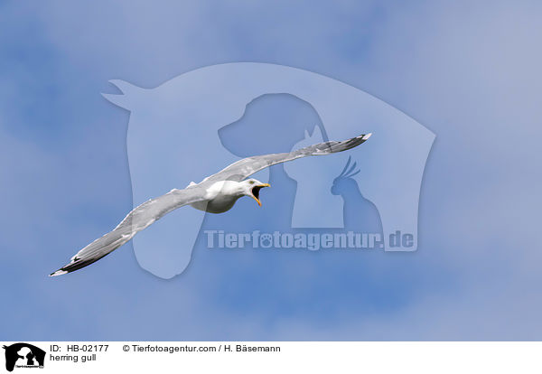 Silbermwe / herring gull / HB-02177