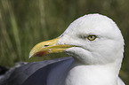 Common European Gull