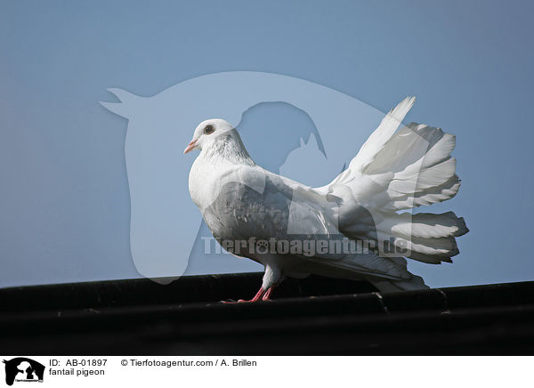 fantail pigeon / AB-01897