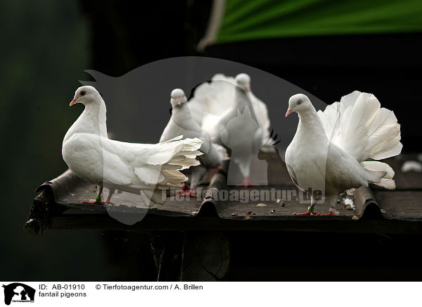 fantail pigeons / AB-01910