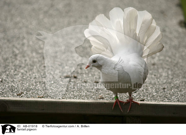 fantail pigeon / AB-01918