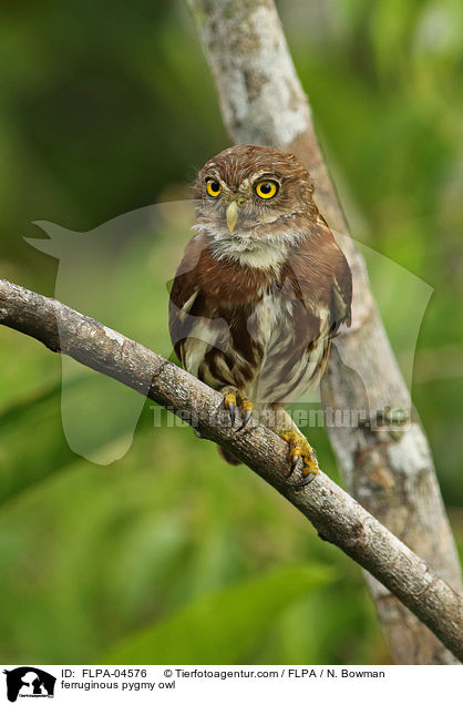 ferruginous pygmy owl / FLPA-04576