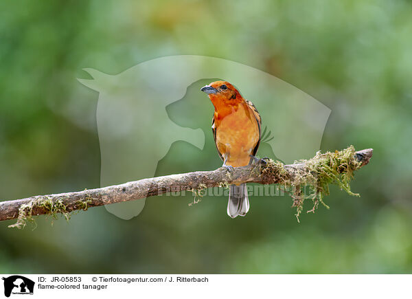 flame-colored tanager / JR-05853
