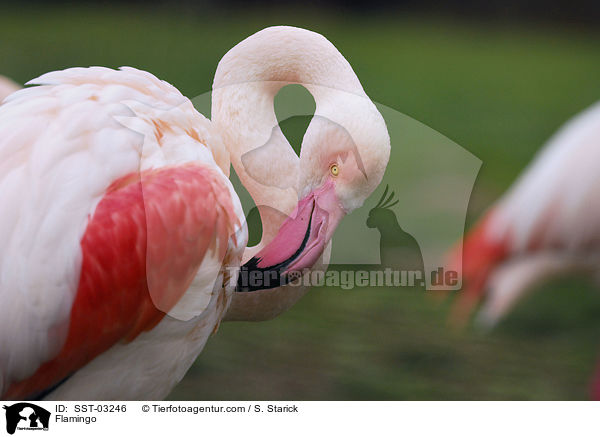 Flamingo / SST-03246