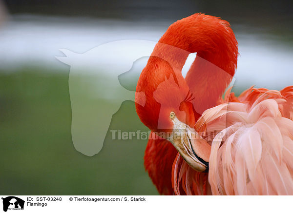 Flamingo / SST-03248