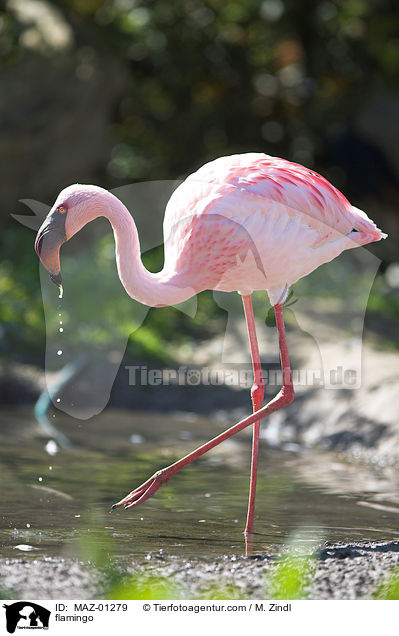 flamingo / MAZ-01279