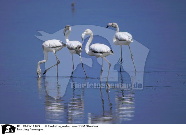 foraging flamingos / DMS-01163