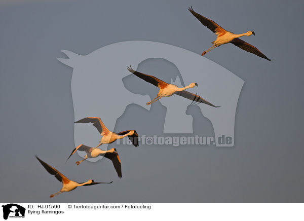 flying flamingos / HJ-01590