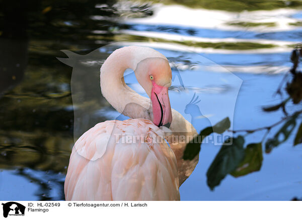Flamingo / HL-02549