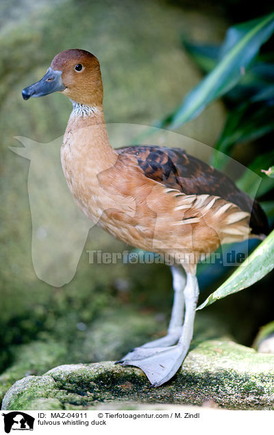 fulvous whistling duck / MAZ-04911