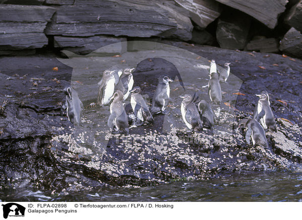 Galapagos Penguins / FLPA-02898