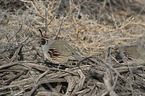 sitting Gambel's quail