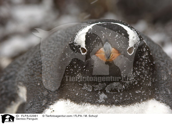 Gentoo Penguin / FLPA-02981