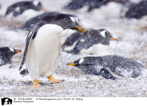 Gentoo Penguins / FLPA-02987