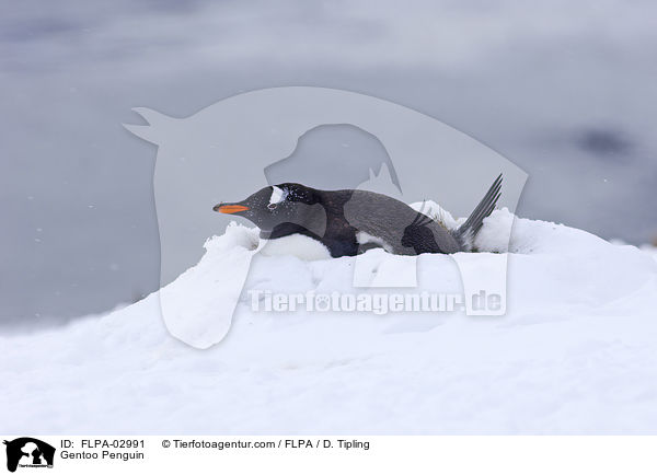 Gentoo Penguin / FLPA-02991