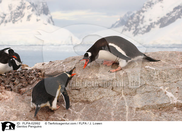Gentoo Penguins / FLPA-02992