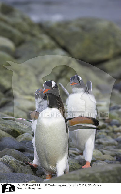 Gentoo Penguins / FLPA-02994