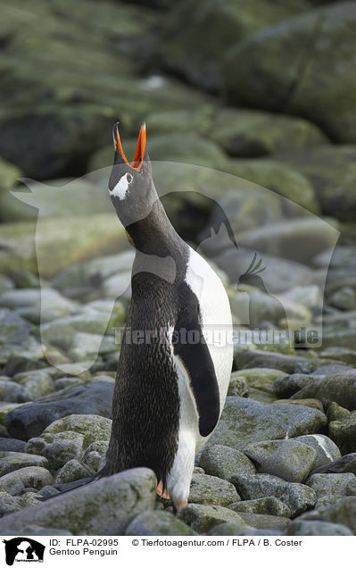 Gentoo Penguin / FLPA-02995