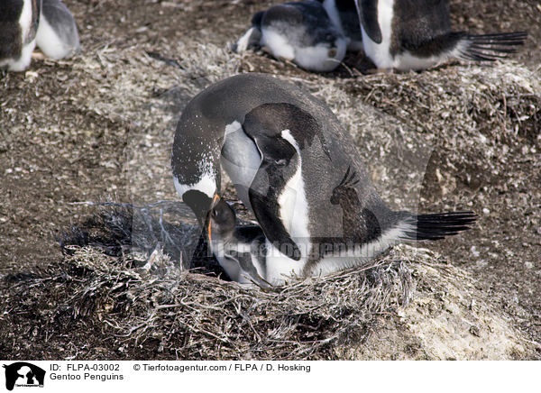 Gentoo Penguins / FLPA-03002
