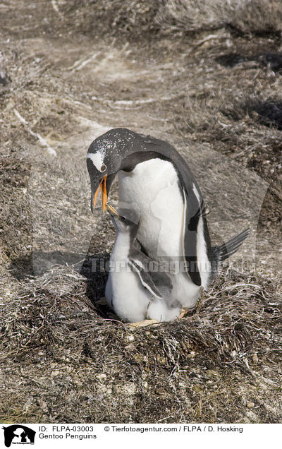 Gentoo Penguins / FLPA-03003