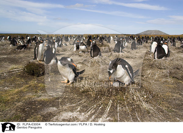 Gentoo Penguins / FLPA-03004