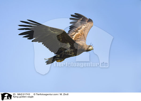 flying golden eagle / MAZ-01743