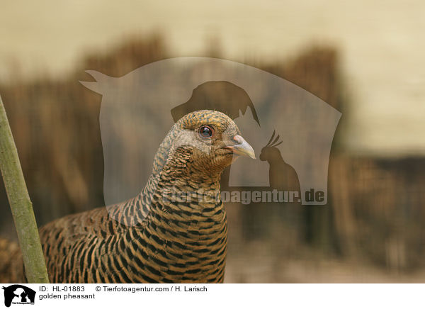 golden pheasant / HL-01883