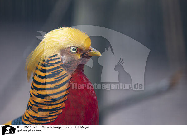 golden pheasant / JM-11893