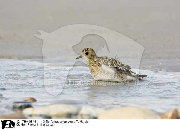 Golden Plover in the water / THA-08141