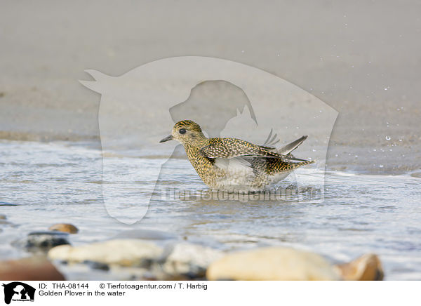 Golden Plover in the water / THA-08144