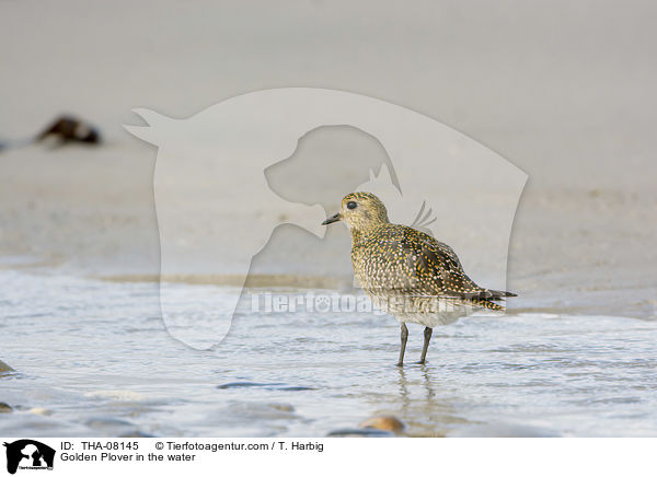 Golden Plover in the water / THA-08145