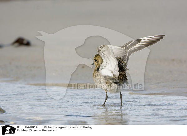 Golden Plover in the water / THA-08146