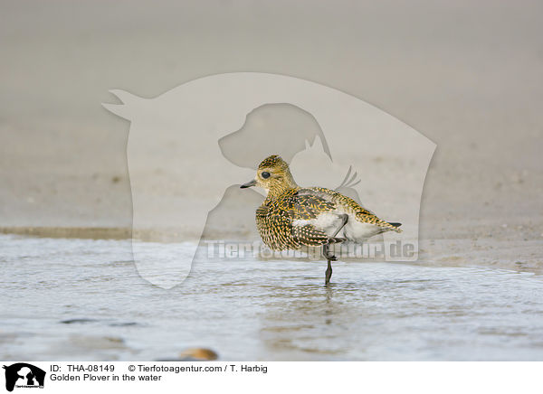 Golden Plover in the water / THA-08149