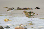 Golden Plover with common ringed Plover