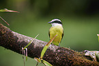 Golden-bellied flycatcher