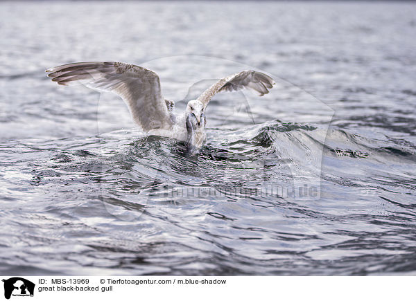 great black-backed gull / MBS-13969